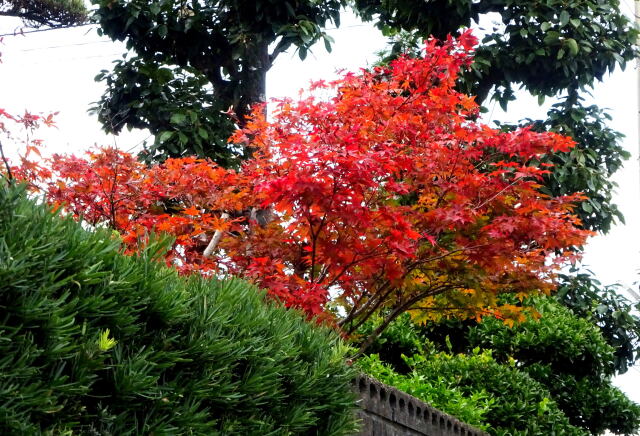 垣根から顔を出す紅葉