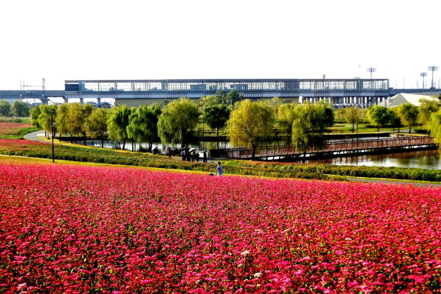 紅い蕎麦の花と筑後船小屋駅