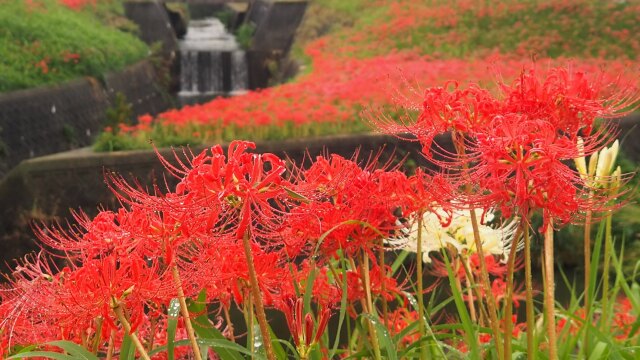 ごんの秋まつりの彼岸花