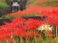 ごんの秋まつりの彼岸花