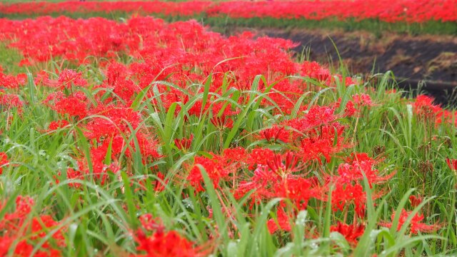 ごんの秋まつりの彼岸花