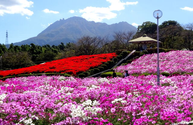 秋桜とサルビアの丘から雲仙岳