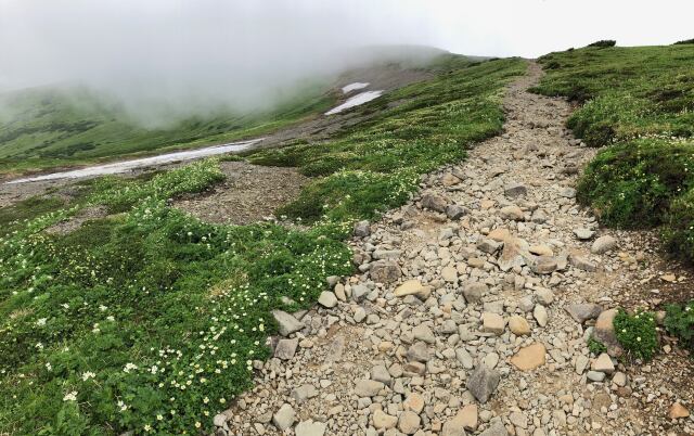 北ノ俣岳お花畑