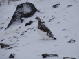 蝶ヶ岳の雄雷鳥4