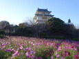 さわやかな竹崎城址のコスモス