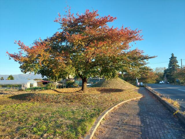 信州の紅葉みごろ