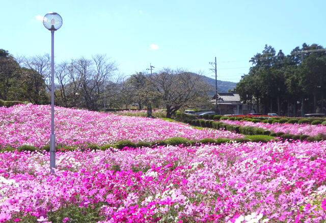 秋桜いっぱいの公園