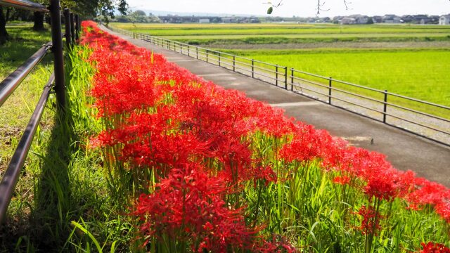 朝日町舟川べりの彼岸花