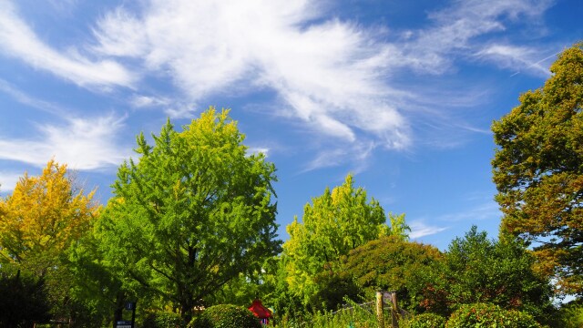 秋の昭和記念公園