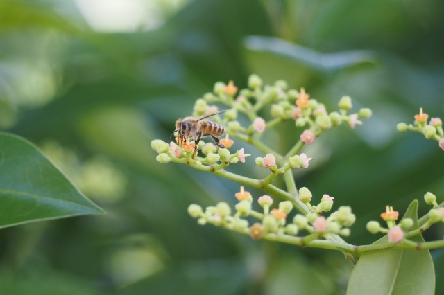 ヤブガラシで吸蜜中