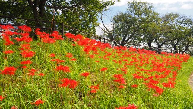 朝日町舟川べりの彼岸花