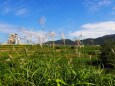 秋の富山の風景