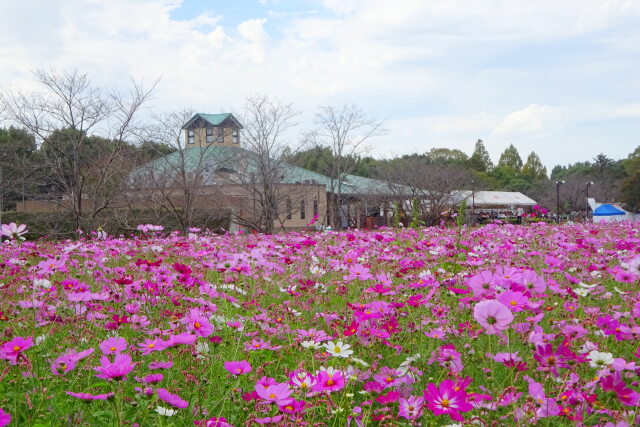 コスモスの公園