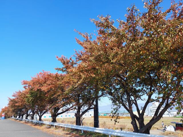 秋の紅葉まっさかり