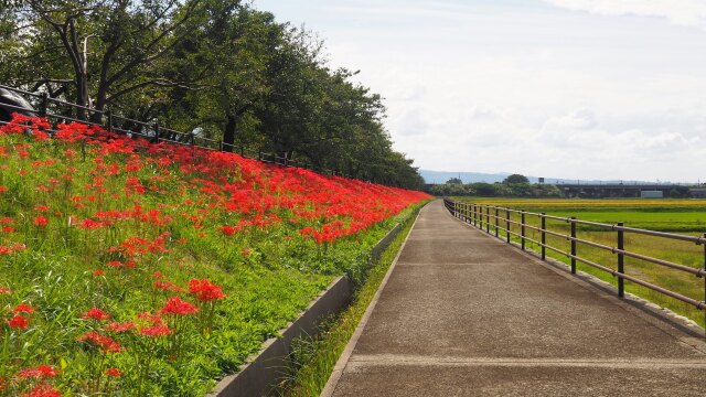 朝日町舟川べりの彼岸花