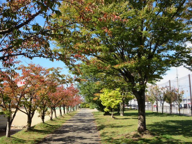 紅葉？の並木道 2023年