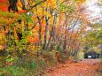 紅葉の山道