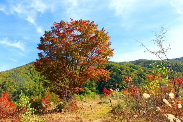 乗鞍高原