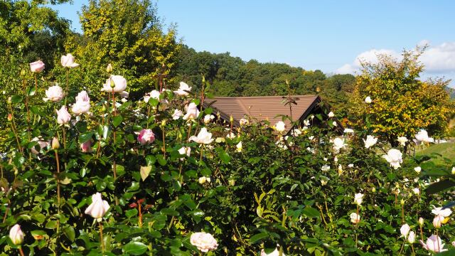 越後丘陵公園のバラ