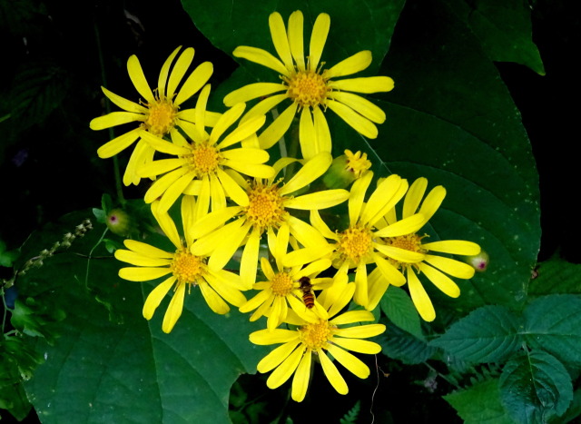 秋の深まり ツワブキの花