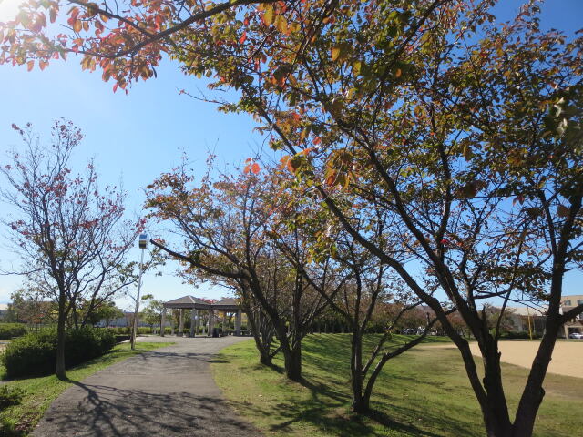 秋の散歩道 2023年