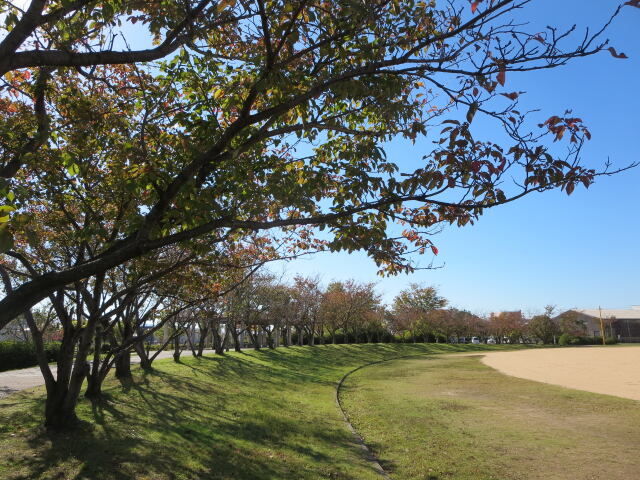 公園の野球場・秋 2023年