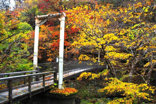 吊橋と紅葉