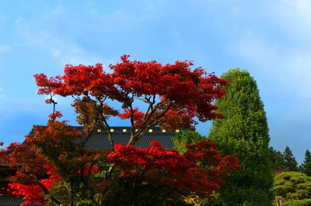 日光紅葉