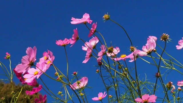 昭和記念公園のコスモス