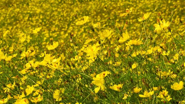 昭和記念公園のコスモス