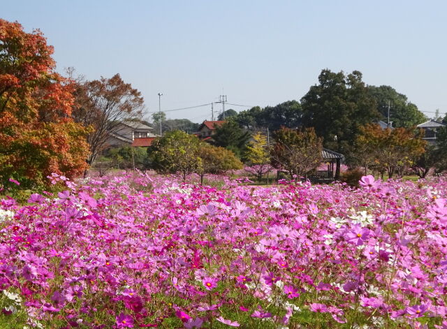 11月初旬 紅葉とコスモスの公園