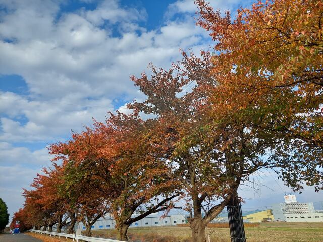 信州山形村の紅葉最終