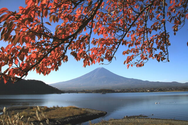 河口湖の紅葉