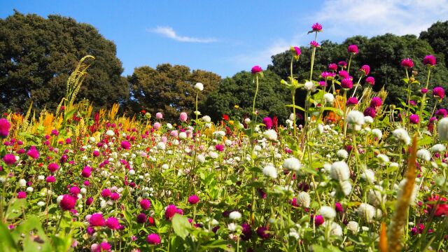 昭和記念公園のセンニチコウ