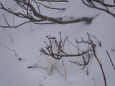 燕山荘の雄雷鳥