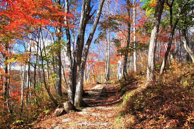 秋の山道