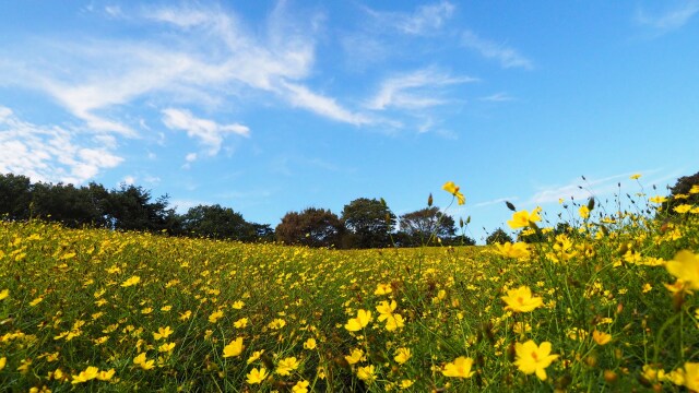 昭和記念公園のコスモス