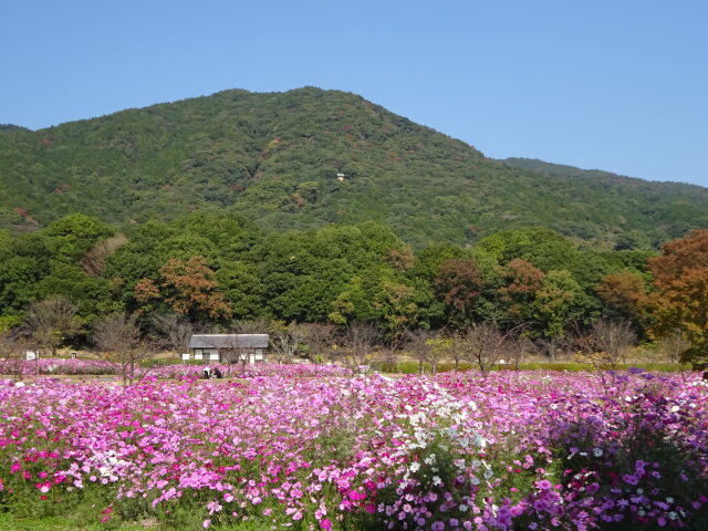 11月初旬 コスモスの公園