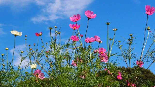 昭和記念公園のコスモス