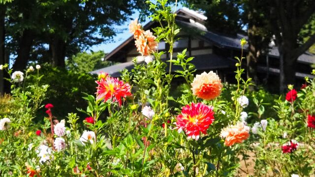 昭和記念公園のダリア