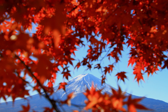 もみじの中の富士山