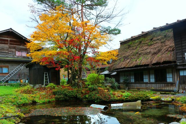 白川郷紅葉