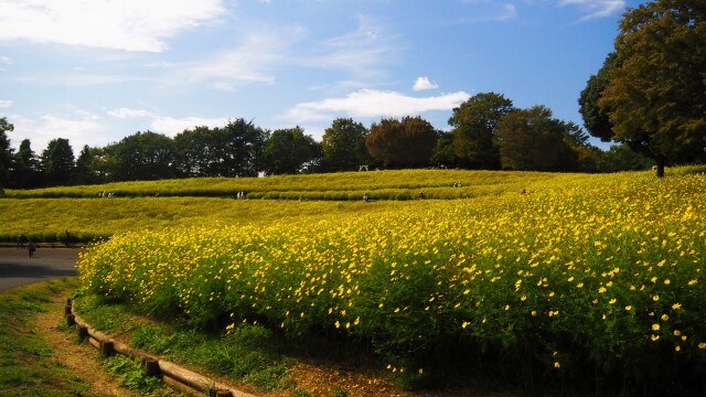 昭和記念公園のコスモス