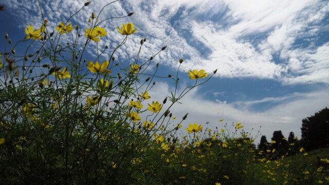 昭和記念公園のコスモス