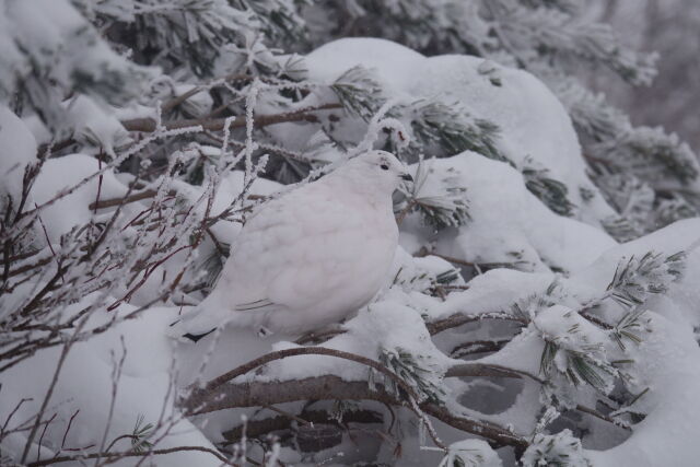 燕岳の雌雷鳥2