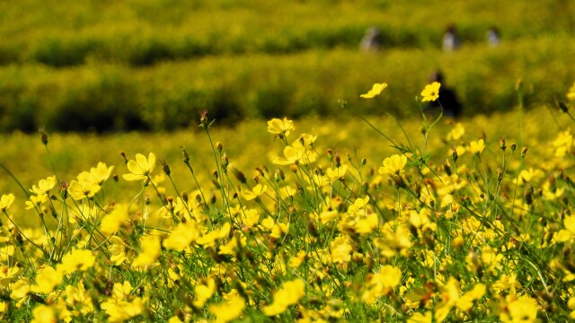 昭和記念公園のコスモス