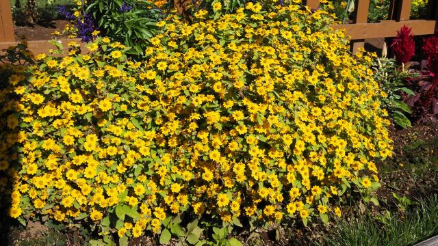 越後丘陵公園のメランポジウム