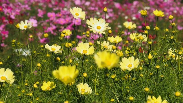 越後丘陵公園のコスモス