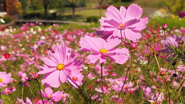 越後丘陵公園のコスモス