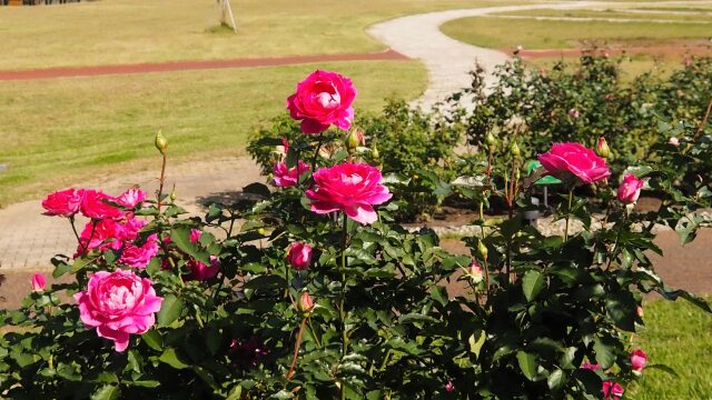 越後丘陵公園のバラ